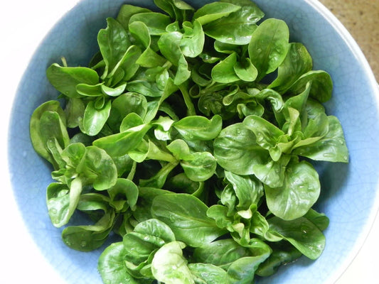 CORN SALAD Seeds 100 Count | Nutty Flavor | Overwinter | Mache (Valerianella locusta)