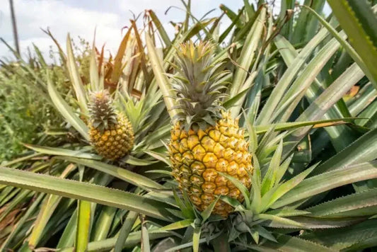 Mauritius Pineapple Seeds - 15+ Seeds for Garden Planting - Ananas comosus - USA, Free Shipping