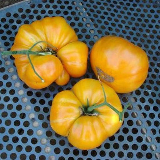 Kentucky Beefsteak Tomato Seeds - Non-GMO Heirloom Variety - Solanum lycopersicum - Shipped with Tracking