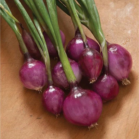 Purplette Onion Seed - Non-GMO Specialty Onion Variety - Allium cepa - With Tracking