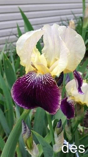 Tall Bearded Iris Plants - Ruffled Purple & Yellow Blooms - 3 Live Plants - Iris germanica
