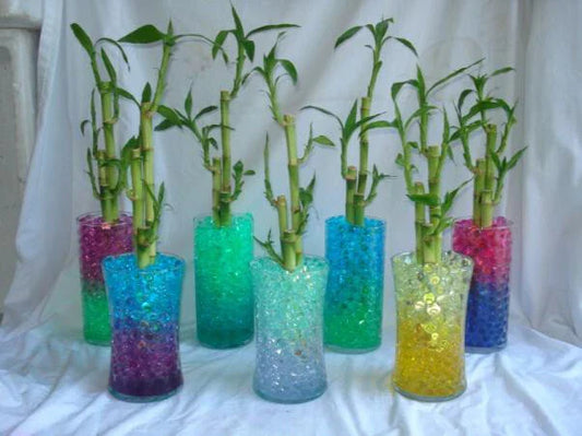 Water Beads for Lucky Bamboo Plants - Root Hugging Hydration - Floral Water Gel Crystals for Plant Care