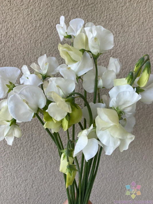 Spencer Ice Cream Sweet Pea Seeds - 50+ Pack for Garden Planting - Lathyrus odoratus - USA Free Shipping