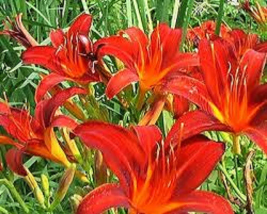 Red Giant Daylily Plants - 3 Bare Root, Sprouting (Hemerocallis 'Red Giant') - Free Shipping