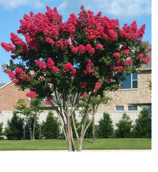 Dynamite Crape Myrtle 16+ Inches Live Plant Lagerstroemia Indica Whit II Red Flowers
