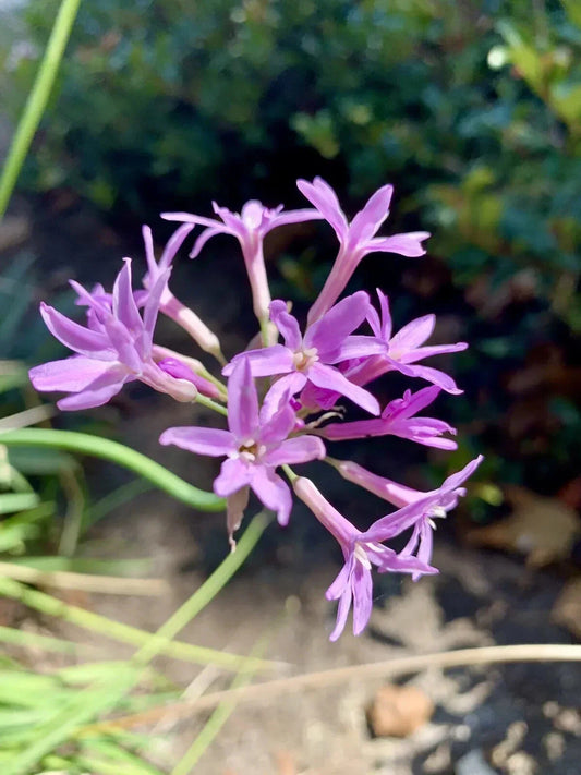 Tulbaghia Violacea Seeds - Society Garlic - Pink Agapanthus - 30 Seeds - 2024 - USA