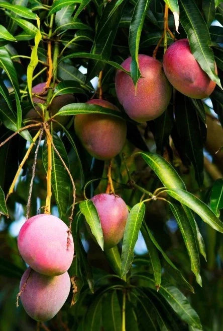 Dwarf Mango Tree Live Plant, 10-14 in, Sweet Variety, Well Rooted, Mangifera indica