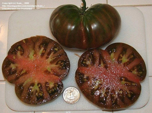 Black From Tula Tomato Seeds - 10+ Heirloom Non-GMO - Rare Tomato Variety (Solanum lycopersicum)