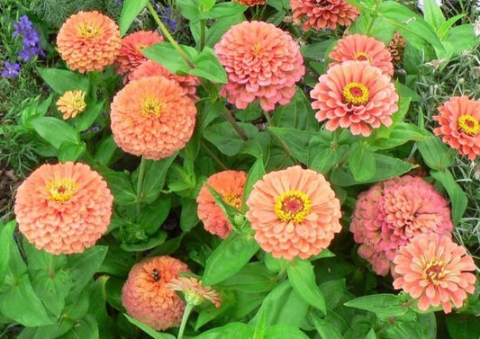 Zinnia Seeds - 100+ Flower Garden Mix - Annual Elegans Variety - Free Shipping - USA