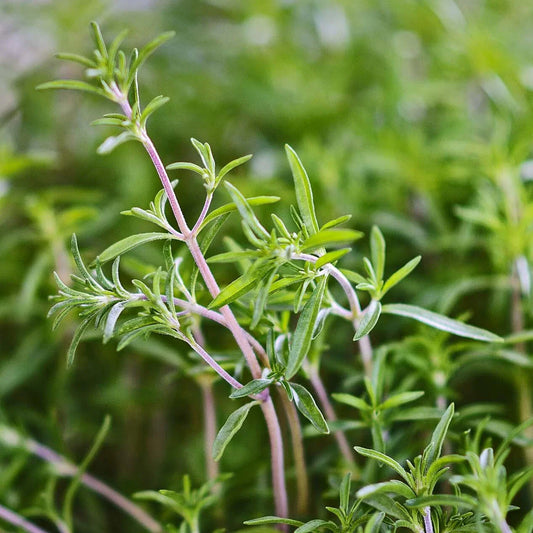 Summer Savory Herb Seeds - 200 Heirloom Green Annual Seeds - Satureja hortensis - Healthy Bulk for Cooking and Gardening