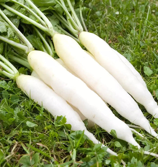Radish Seeds - 425 Count - White Icicle - Fast Growing - GroCo USA - Non-GMO
