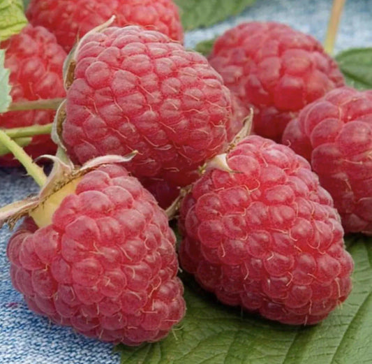 Red Raspberry Bare Root Plants - 5 Live Plants for Home Garden - Rubus idaeus