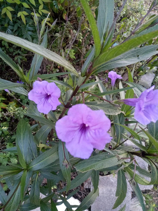 Purple Showers Mexican Petunia Cuttings, 15" Rooted, Ruellia Simplex, Lush Purple Blooms