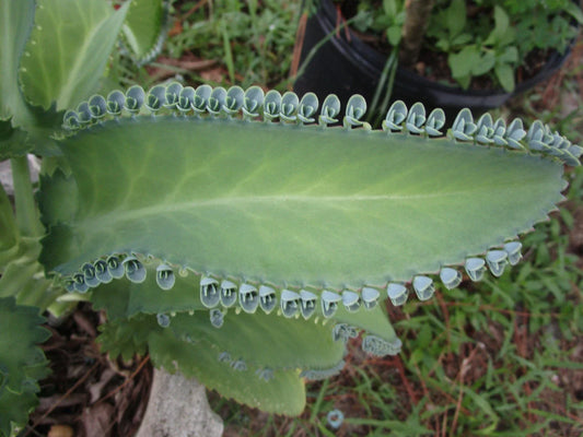Mother of Thousands Plant with 30 Pups, Kalanchoe daigremontiana, Succulent for Home Garden, Indoor Plant