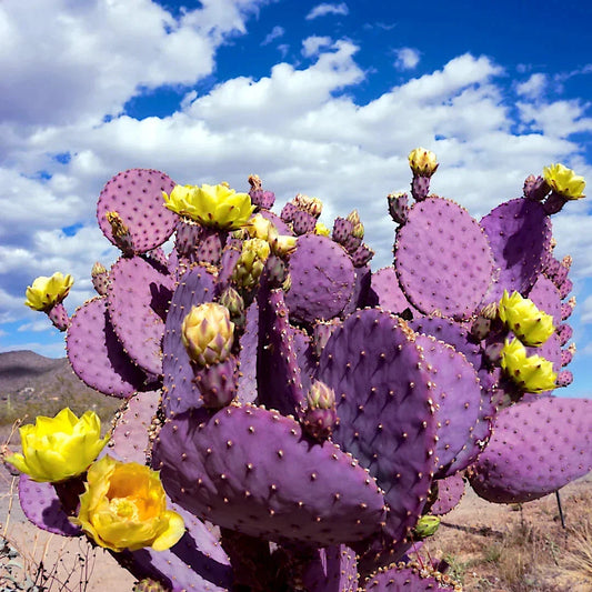 Purple Cactus Seeds - 20 Pack Opuntia Santa Rita Prickly Pear Fruit - Rare Hardy Fast-Growing