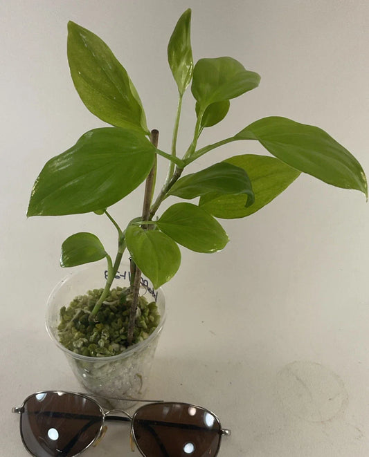 Philodendron Hoffmanii Plants - 2 Pack, Rare & Uncommon Home Grown, Easy Care Houseplants, Free Shipping USA