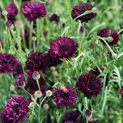 Black Ball Bachelor Button Seeds - 2025 Planting, Centaurea Cyanus, Dark Color, Annual Wildflower Garden Seeds