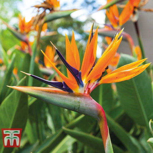Orange Bird of Paradise Plant - 10-12 Inches - Strelitzia Reginae - Rooted Plant for Home Decor and Gardens
