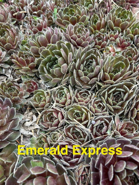 Emerald Express Hens and Chicks Succulents - 10 Live Hardy Sempervivum Plants for Zones 4-8, Perfect for Gardens and Pots