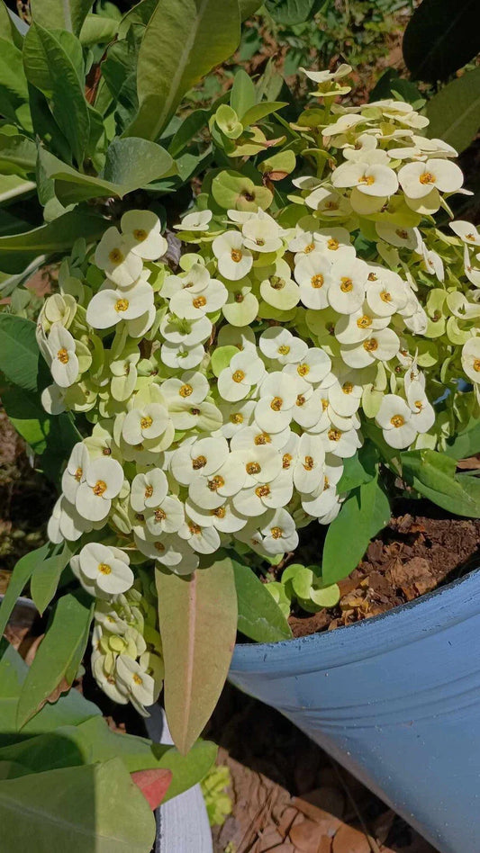 White Crown of Thorns Cutting - 1 Count, Yellow Center, Euphorbia milii, No Roots