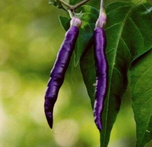 Purple Cayenne Pepper Seeds 30+ Rare Hot & Spicy Non-GMO Capsicum annuum