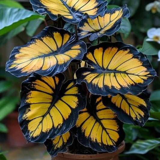 Sunburst Calathea Seeds - 25+ Pack for Garden Planting - Free Shipping - Calathea crocata