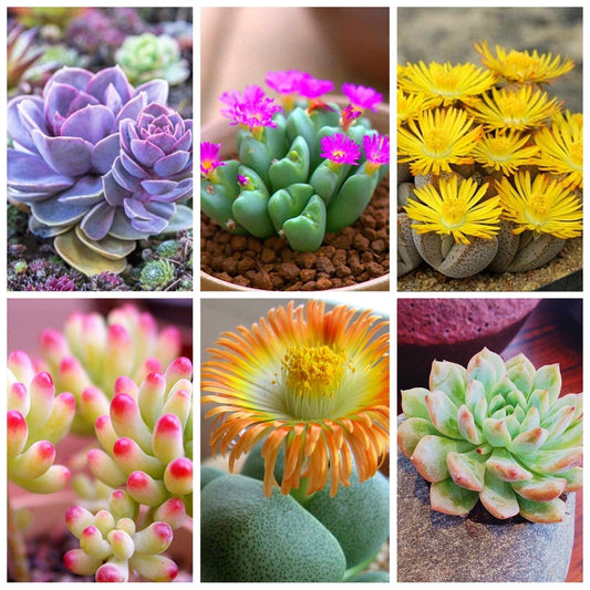 Lithops Bonsai Succulent Pack - 100pcs Mixed Living Stones Cactus Plants - Unique Variety for Indoor Gardening