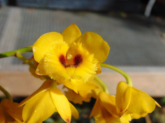 Dendrobium chrysotoxum v. suavissimum Large Bloom Size Bare Root Orchid Plant