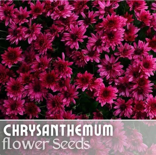 Raspberry Twilight Mum Seeds - 200+ Chrysanthemum Flower Seeds - Colorful Garden Plant - Perfect for Fall Decor