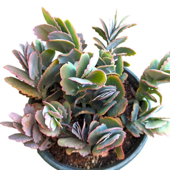 Kalanchoe Fedtschenkoi 'Majestic Scallops' Live Plant - 6 inches Bare Roots Succulent for Home Decor