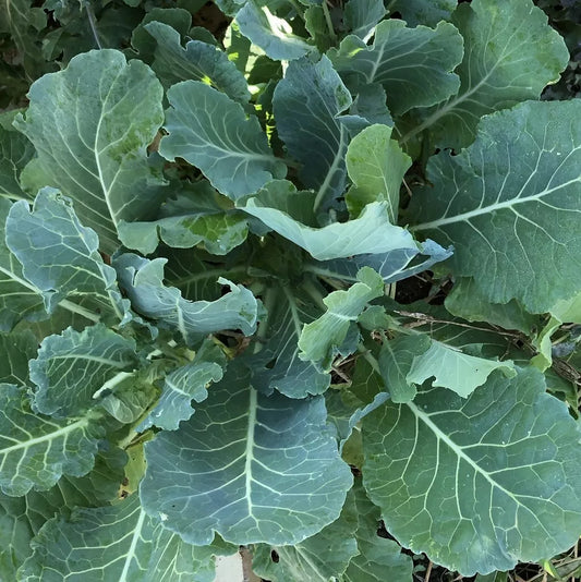 Morris Heading Collard Seeds 300+ Non-GMO Vegetable Garden Greens - Ideal for Home Gardening, Brassica oleracea