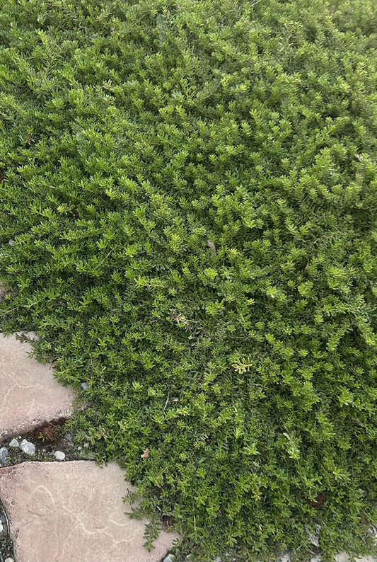 Sedum Adolphi 'Golden Glow' Live Succulent Plant 4"-6" Fresh Healthy Rooted | Golden Sedum for Indoor Gardening