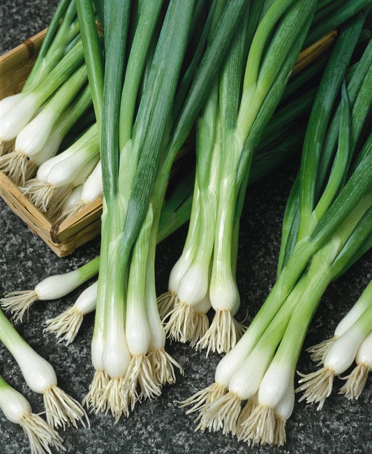 White Lisbon Onion Seeds - 250+ Non-GMO Heirloom Scallion/Bunching - Allium fistulosum