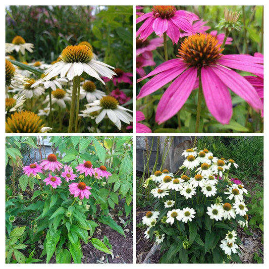 Echinacea Pow Wow Duo Live Plants 4 Plugs, Echinacea purpurea, Deep Rose & White Coneflowers, Perennial Baby Plants