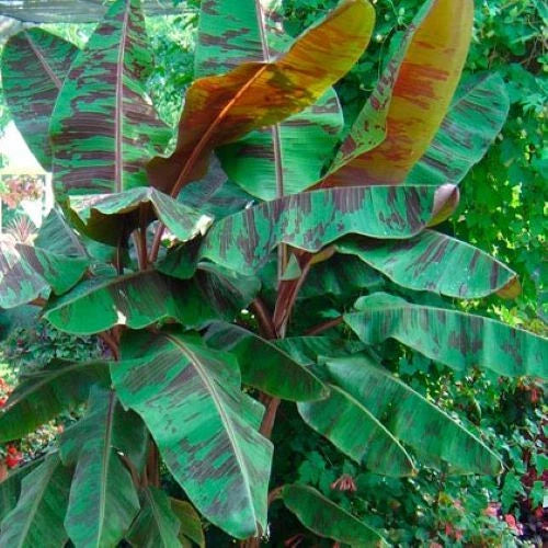 Variegated Blood Banana Plant Starter - Musa acuminata 'Sumatrana Rojo' - Unique Tropical Houseplant for Garden or Indoor Decor
