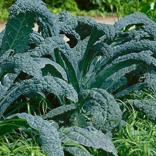Lacinato Kale Seeds - 1,000 Non-GMO Heirloom Seeds - Italian Kale - Brassica oleracea var. sabellica