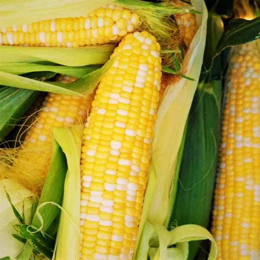 Sweet Corn Seeds - Providence TripleSweet Bi-Color Yellow - SY Variety for 2025 Planting (Zea mays)