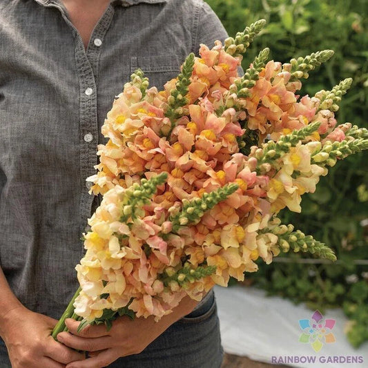 Costa Apricot Snapdragon Seeds - 1000+ Premium Seeds for Garden Planting - Antirrhinum majus - USA, Free Shipping