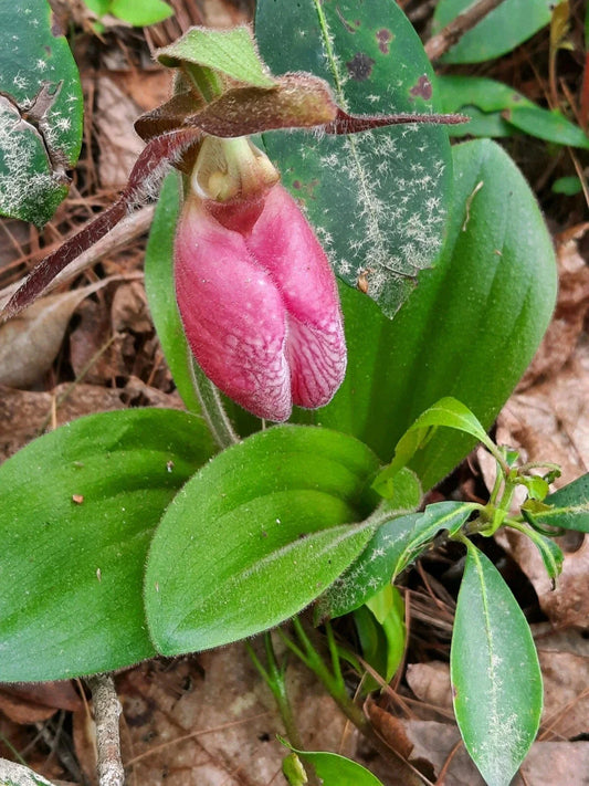 Pink Lady's Slipper Bare Root Plant - Cypripedium Acaule - Mature Variety - Rare Native Orchid