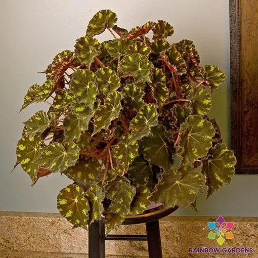 Kit Kat Begonia Seeds - 25+ Count - Ideal for Garden Planting - Begonia x tuberhybrida - USA Shipping Available