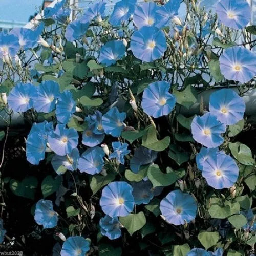 Morning Glory Seeds - 200+ Count - Heavenly Blue Climbing Variety - Ipomoea tricolor