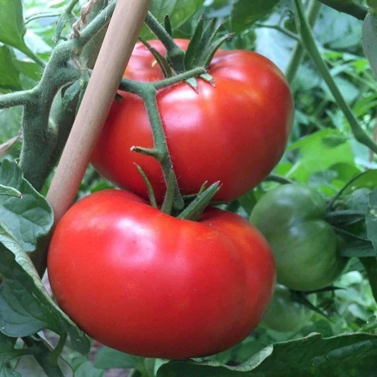 Delicious Tomato Seeds 100 Ct - Non-GMO, World Record Variety - Perfect for Home Gardeners (Solanum lycopersicum)