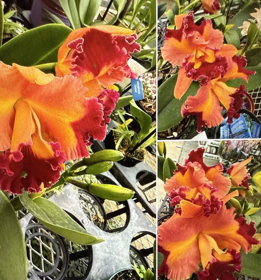 Cattleya Orchid Plant - Rlc Chief Queen - 3 Rooted Stem - Bare Root - No Tag - Exotic Flowering Plant