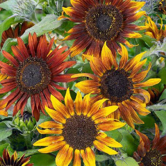 Sunflower Seeds 50 ct TALL MARDI GRAS New Orleans Mix, Non-GMO, Attracts Bees & Butterflies, Helianthus annuus