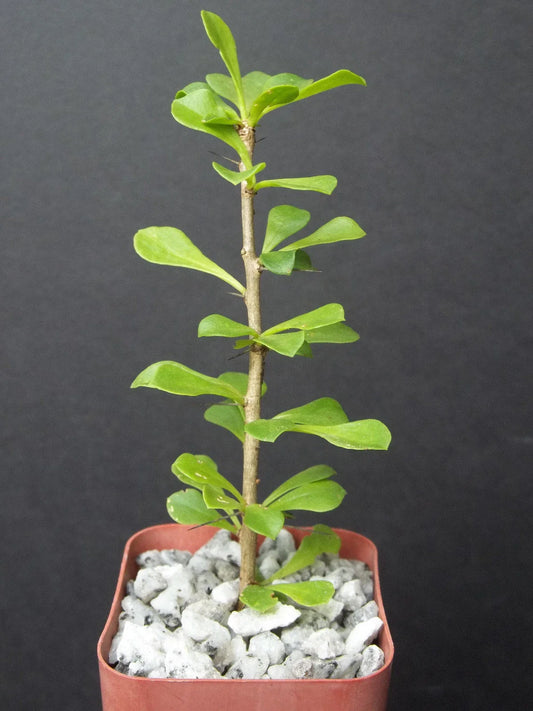 Rare Cacti Plant - 2" Pereskia portulacifolia - Natural Bonsai Caudex Cactus Aloe