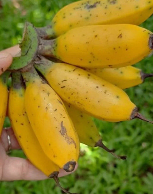 Musa Banana Plant Starter - Live Miniature Banana Plant - Tropical Indoor Plant - Musa spp.