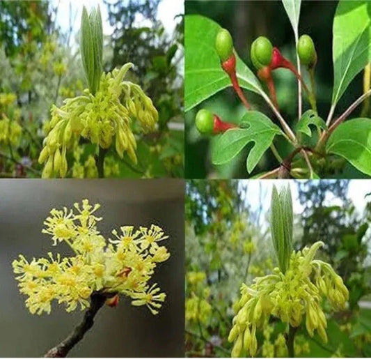 Sassafras Tree 3-4ft Tall | Ready to Plant | Great for Landscaping | Sassafras albidum