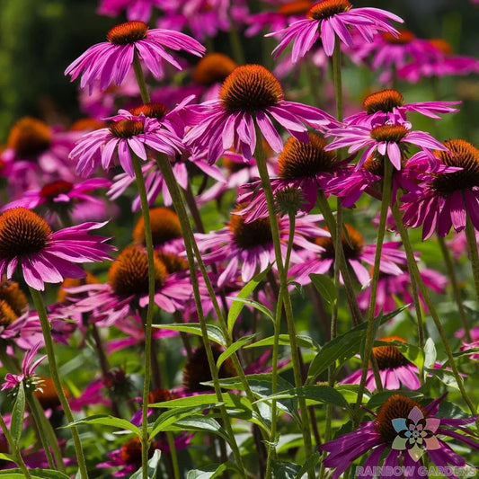 Pink Coneflower Seeds - 200+ Count for Garden Planting - Rudbeckia - USA Grown