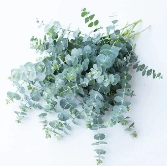 Baby Blue Eucalyptus Seeds for Planting, 10 Seeds, Ideal for Cut Flower Bouquets, Eucalyptus globulus