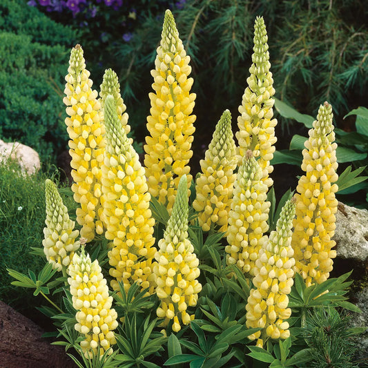 Yellow Lupine Seeds - 45 Pack - GroCo USA - Free Shipping - Lupinus perennis